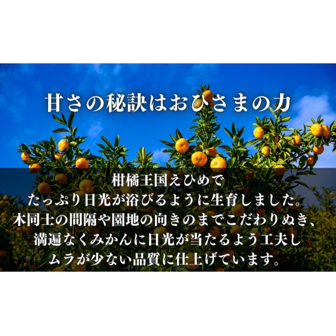 せとか2.5kg ご家庭用 サイズお任せ 今が旬 農園直送 みかん 人気 数量限定 先行予約 柑橘 蜜柑 ミカン 愛媛みかん かんきつ 国産 愛媛県 産地直送 フルーツ 果物 くだもの 甘い 2.5キロ箱 大粒 果実　瀬戸香