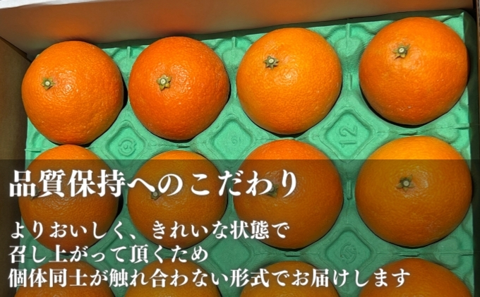 愛果28号家庭用 約1.5kg サイズお任せ　愛媛県東温市産愛果28号 東温市産 「 紅まどんな 」の同一品種（品種名： 愛媛果試28号 ） 今が旬 農園直送 みかん 人気 数量限定 先行予約 愛媛みかん かんきつ 愛媛県