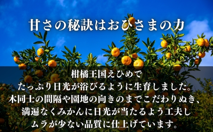 愛果28号家庭用 約1.5kg サイズお任せ　愛媛県東温市産愛果28号 東温市産 「 紅まどんな 」の同一品種（品種名： 愛媛果試28号 ） 今が旬 農園直送 みかん 人気 数量限定 先行予約 愛媛みかん かんきつ 愛媛県
