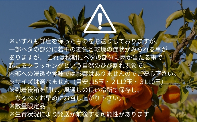 愛果28号家庭用 約1.5kg サイズお任せ　愛媛県東温市産愛果28号 東温市産 「 紅まどんな 」の同一品種（品種名： 愛媛果試28号 ） 今が旬 農園直送 みかん 人気 数量限定 先行予約 愛媛みかん かんきつ 愛媛県
