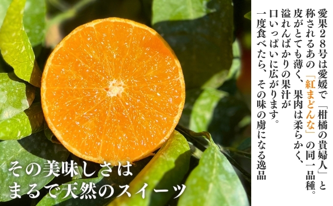 愛果28号家庭用 約1.5kg サイズお任せ　愛媛県東温市産愛果28号 東温市産 「 紅まどんな 」の同一品種（品種名： 愛媛果試28号 ） 今が旬 農園直送 みかん 人気 数量限定 先行予約 愛媛みかん かんきつ 愛媛県