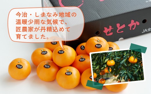 【先行受付】せとか　化粧箱　3L～Lサイズ　10～15玉　愛媛県　JAおちいまばり【1439147】