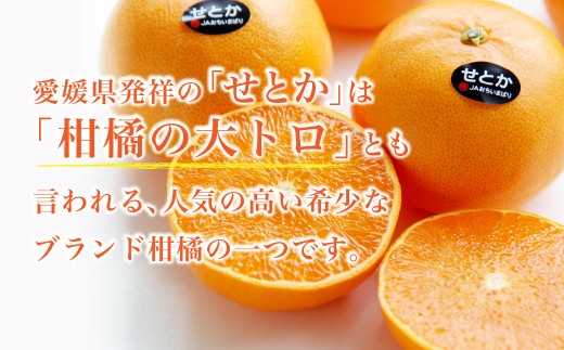 【先行受付】せとか　化粧箱　3L～Lサイズ　10～15玉　愛媛県　JAおちいまばり【1439147】