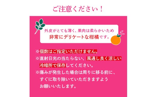 【先行受付】紅まどんな　化粧箱　3L～L　10～15玉　愛媛県　JAおちいまばり