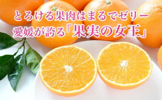 【先行受付】紅まどんな　化粧箱　3L～L　10～15玉　愛媛県　JAおちいまばり