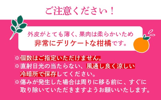 【先行受付】紅まどんな　化粧箱　3L～L　10～15玉　愛媛県　JAおちいまばり