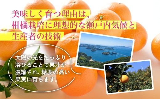 【先行受付】紅まどんな　化粧箱　3L～L　10～15玉　愛媛県　JAおちいまばり