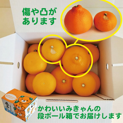 愛媛　ブルーレモンファームのせとか　2.5kg　サイズ混合【数量限定】【1489640】