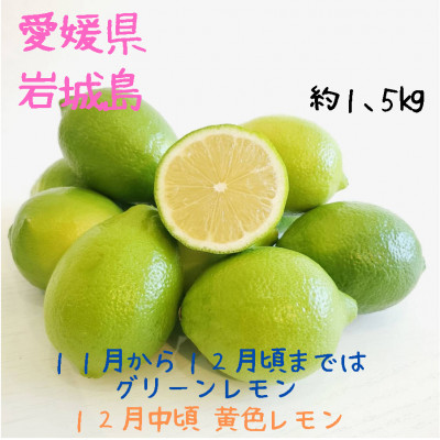 愛媛　ブルーレモンファームのハウス栽培レモン　約1.5kg　【2024年11月中旬〜順次発送】【1557177】