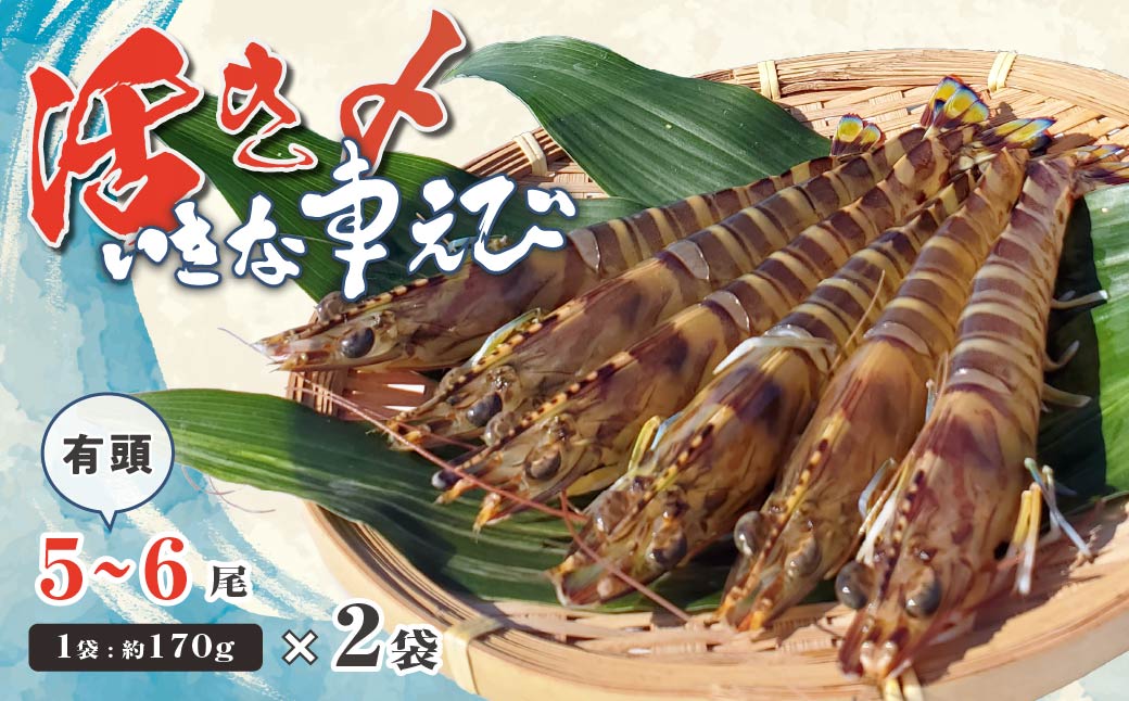 急速冷凍活きな車えび【有頭5〜6尾(約170g)×2袋セット】【配送不可地域：離島】