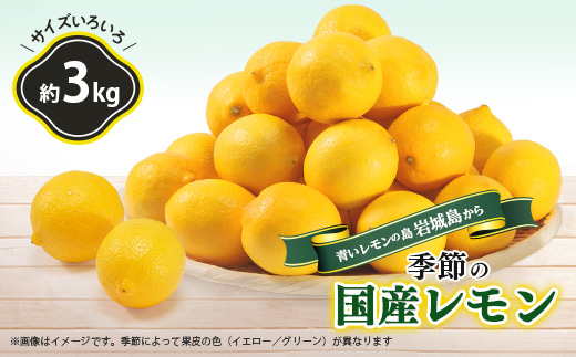青いレモンの島　レモン約3kg【1092711】