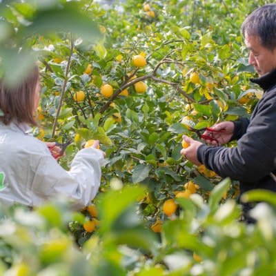 愛媛　ブルーレモンファームの木なり越冬完熟訳ありレモン 約3kg　【冷蔵便】期間・数量限定【配送不可地域：離島】【1619405】