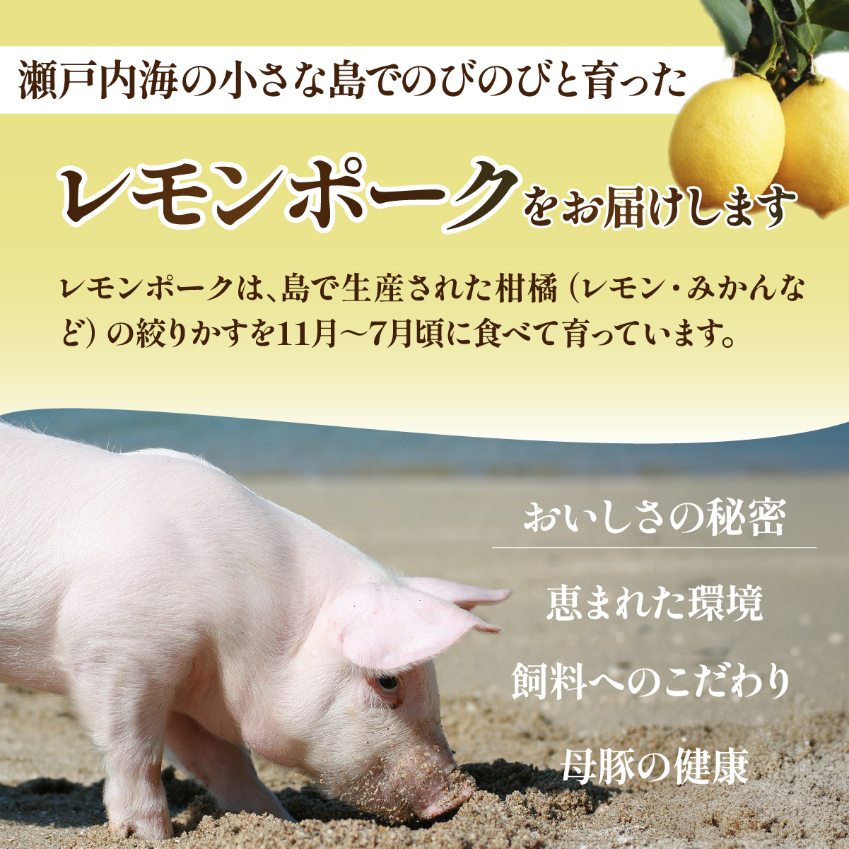 ã¬ã¢ã³ããŒã¯ããœãŒã»ãŒãžã»ãã³ããŒã°ã»ãã å3é£ åèš çŽ1.1kg ãé
éäžå¯å°åïŒé¢å³¶ãã1314480ã