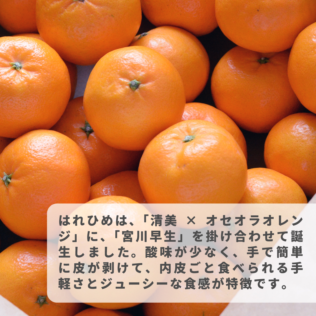 【先行受付】瀬戸の晴れ姫　2L〜Sサイズ　4kg(25〜60玉)　愛媛県　JAおちいまばり