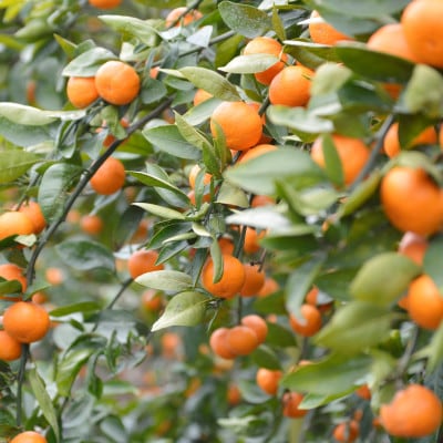 愛媛　ブルーレモンファームのごくしぼりみかんジュース　1L　6本【1489673】