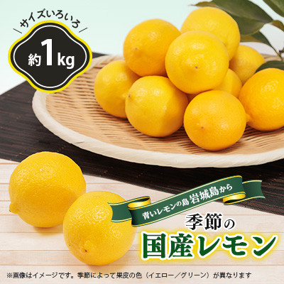 【7月出荷】青いレモンの島　貯蔵蔵出しレモン約1kg【お試しセット】(冷蔵便発送)【配送不可地域：離島】【1403449】