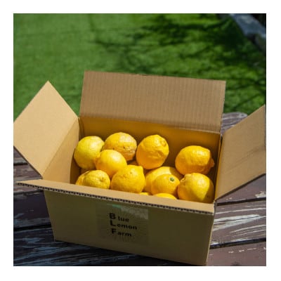 愛媛　ブルーレモンファームの木なり越冬完熟訳ありレモン 約3kg　【冷蔵便】期間・数量限定【配送不可地域：離島】【1619405】