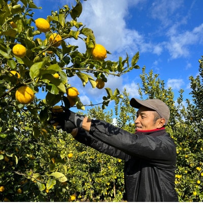 シュガーファームの丸搾りレモン果汁 720ml×6本【1707009】