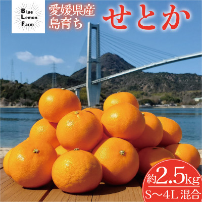 愛媛　ブルーレモンファームのせとか　2.5kg　サイズ混合【数量限定】【1489640】