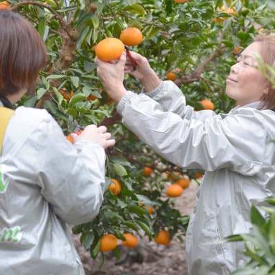 愛媛　ブルーレモンファームのせとか　2.5kg　サイズ混合【数量限定】【1489640】
