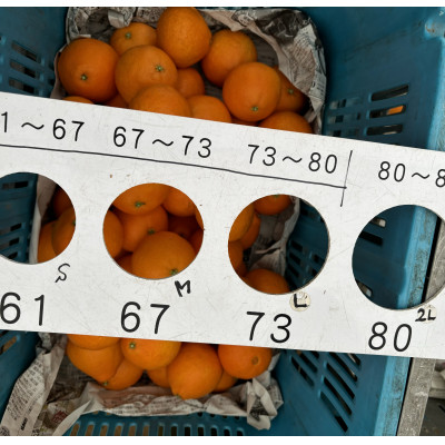 【12月上旬〜順次配送】【訳あり】シュガーファームのまどんな3kg サイズミックス【1446622】