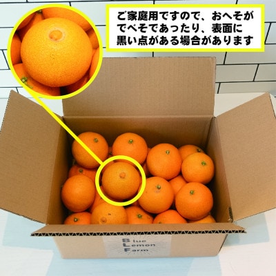 岩城まどんな　約3kg【限定35箱】ご家庭用　※紅まどんなと同品種【1581787】