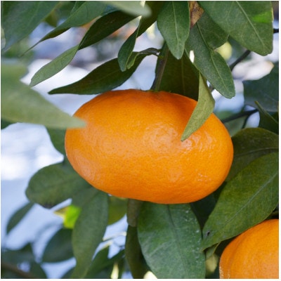 ãå
è¡åä»ãäººæ°ææ©ãçå¹³(ãããºã)ã¬ã®ã¥ã©ãŒç®±ã5kgãæåªçãJAãã¡ããŸã°ããé
éäžå¯å°åïŒé¢å³¶ãã1622635ã