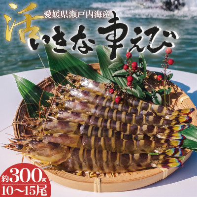 愛媛県瀬戸内海産　いきな車えび 約300g(10〜15尾)【配送不可地域：離島・北海道・沖縄県・東北・関東・信越、北陸・東海・九州】【1445481】