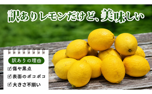 訳あり ブルーレモンファームの太陽をたっぷり浴びたドデカレモン 木なり完熟レモン ３kg