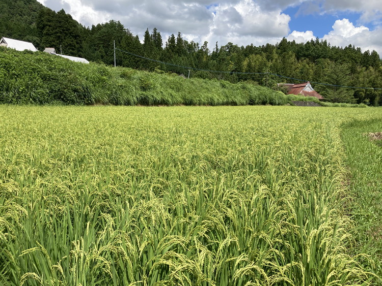 【R8年産】 新米 石墨清流米 特別栽培米 コシヒカリ 10kg ｜ 減化学肥料 減農薬 令和8年度産 愛媛県久万高原町 米 ※離島への配送不可 ※2026年10月上旬頃より順次発送予定