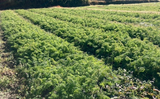 ãç£å°çŽéããå
è¡äºçŽãã¢ã«ãã¯ãµã€ãºïŒïŒ ç¹å€§ã«ãããïŒçŽ
å¥ïŒ5kg ïœ äººå ãã³ãžã³ ãã³ãžã³ãžã¥ãŒã¹ ææ© JAS é«åéè ä¹
äžé«åçº â»é¢å³¶ãžã®é
éäžå¯ â»2026幎12æäžæ¬ïœ2027幎2æäžæ¬é ã«é 次çºéäºå®