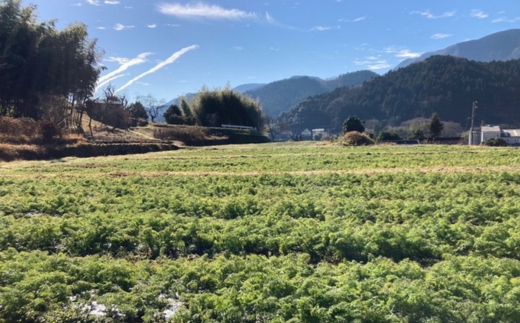 ãç£å°çŽéããå
è¡äºçŽãã¢ã«ãã¯ãµã€ãºïŒïŒ ç¹å€§ã«ãããïŒçŽ
å¥ïŒ5kg ïœ äººå ãã³ãžã³ ãã³ãžã³ãžã¥ãŒã¹ ææ© JAS é«åéè ä¹
äžé«åçº â»é¢å³¶ãžã®é
éäžå¯ â»2026幎12æäžæ¬ïœ2027幎2æäžæ¬é ã«é 次çºéäºå®