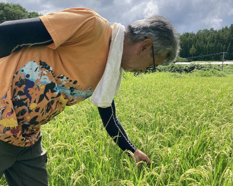 【R8年産】 新米 石墨清流米 特別栽培米 コシヒカリ 10kg ｜ 減化学肥料 減農薬 令和8年度産 愛媛県久万高原町 米 ※離島への配送不可 ※2026年10月上旬頃より順次発送予定