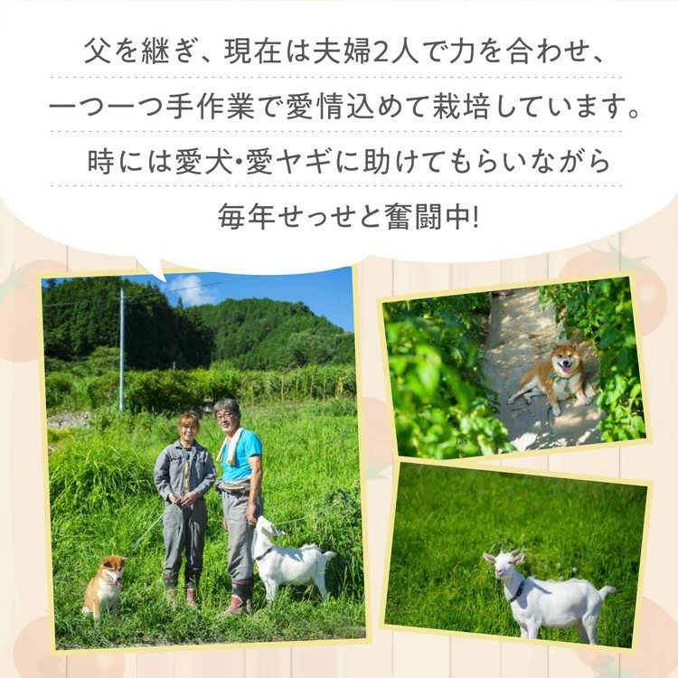 【贈答用】石墨清流 トマト 4kg｜糖度9～11度 そのままでも 美味しい 久万高原町 トマト とまと 自然栽培 野菜 カレー トマトソース 濃縮 ヒナタ 安心 酸味 甘味 清流 料理 農家 旨み サンドイッチ 新鮮 煮込み 料理 アレンジ 美味しい 手作業 人気 ギフト プレゼント 自然 小長谷勝也 愛媛 ※離島への配送不可 ※2026年7月下旬頃より順次発送予定