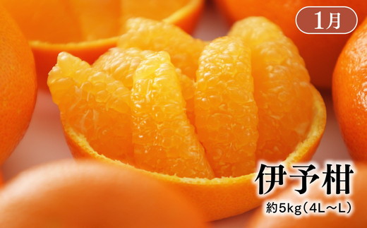 【定期便】【愛媛県共通返礼品】愛媛のかんきつ定期便（全6回）（日の丸みかん・紅まどんな・伊予柑・不知火・せとか・河内晩柑) ｜みかん 蜜柑 日の丸みかん 紅まどんな 伊予柑 不知火（デコポン） せとか 河内晩柑 柑橘 フルーツ 濃厚 甘味 甘い 愛媛みかん 国産 愛媛県産 果物 くだもの 絶品 美味しい お取り寄せ 愛媛 久万高原町 ※2025年11月下旬～2026年4月下旬頃に毎月1回発送