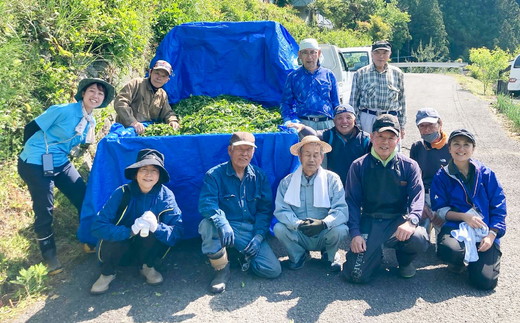 面河雲海茶3袋セット【番茶1袋（約20杯分）烏龍茶（10パック）2袋】 ｜ 愛媛県 久万高原町 面河産 茶葉 ※2025年6月中旬頃より順次発送予定
