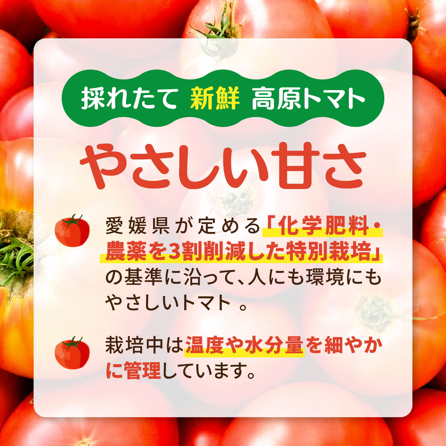【家庭用】 高原トマト 3kg ｜愛媛県久万高原町産 特別栽培 産地直送 旬 夏野菜 甘み 旨み 新鮮 採れたて ※2026年7月～発送