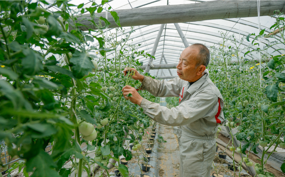 【贈答用】木成り完熟トマト 4kg｜愛媛県久万高原町産 特別栽培 産地直送 旬 夏野菜 甘み 旨み 完熟トマト 新鮮 採れたて ※2026年7月～発送
