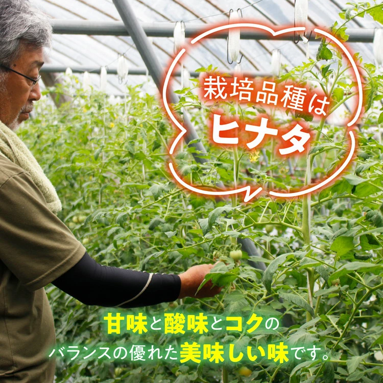 【贈答用】石墨清流 トマト 4kg｜糖度9～11度 そのままでも 美味しい 久万高原町 トマト とまと 自然栽培 野菜 カレー トマトソース 濃縮 ヒナタ 安心 酸味 甘味 清流 料理 農家 旨み サンドイッチ 新鮮 煮込み 料理 アレンジ 美味しい 手作業 人気 ギフト プレゼント 自然 小長谷勝也 愛媛 ※離島への配送不可 ※2026年7月下旬頃より順次発送予定