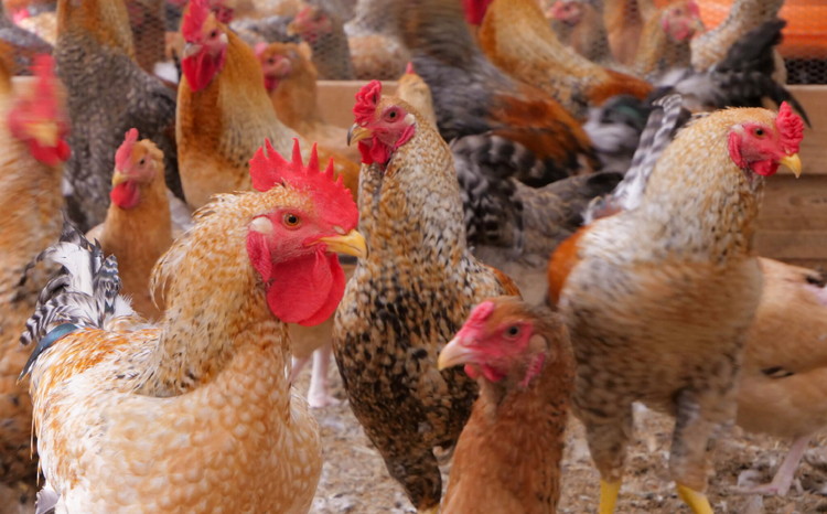 åªã£ãå°é¶ ããçŒãçšã»ããïŒ3ïœ4人åïŒïœ å²äž é¶æ²¹ ã¢ã¢ ã ã æåªç ä¹
äžé«åçº ä¹
äžå±±é€é¶ç ç©¶æ å°é¶ é¶è è 飿 æšã¿ ãã«ã·ãŒ å颚 é ããçŒã é¶ãã ãåãå¯ã ã°ã«ã¡ åœç£ å·èµ â»åæµ·éã»æ²çžã»é¢å³¶ãžã®é
éäžå¯