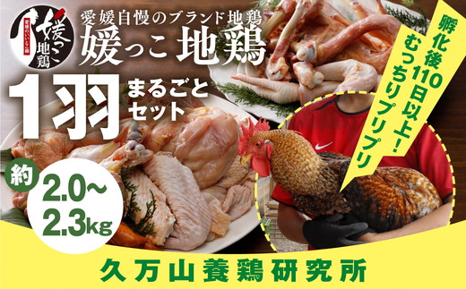 久万高原町産！愛媛ブランド地鶏「媛っこ地鶏」 1羽まるごと！平飼い ｜ モモ ムネ ササミ 内臓 手羽元 手羽先 もも むね 胸 ささみ 鶏肉 鳥肉　久万山養鶏研究所 ※離島への配送不可