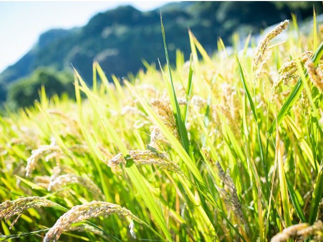 特別栽培米「久万高原清流米」 令和5年コシヒカリ玄米 30kg こしひかり お取り寄せグルメ お米 こめ コメ 一人暮らし