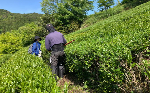 面河雲海茶3袋セット【番茶1袋（約20杯分）烏龍茶（10パック）2袋】 ｜ 愛媛県 久万高原町 面河産 茶葉 ※2025年6月中旬頃より順次発送予定