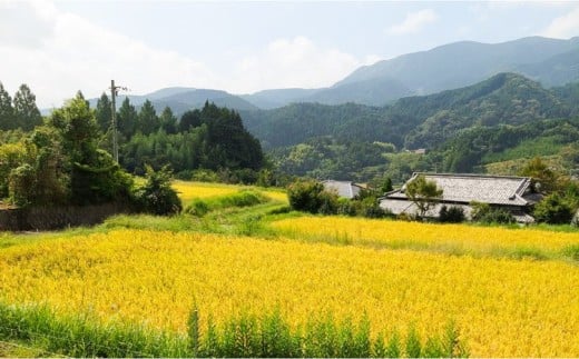 ともぞう餅【こしあん15個】5個入３パック 白餅 よもぎ餅 選べるセット｜愛媛県 久万高原町 手作り 餅 もち こしあん よもぎ スイーツ 和菓子 正月 雑煮 ぜんざい きな粉餅 昔ながらの味
