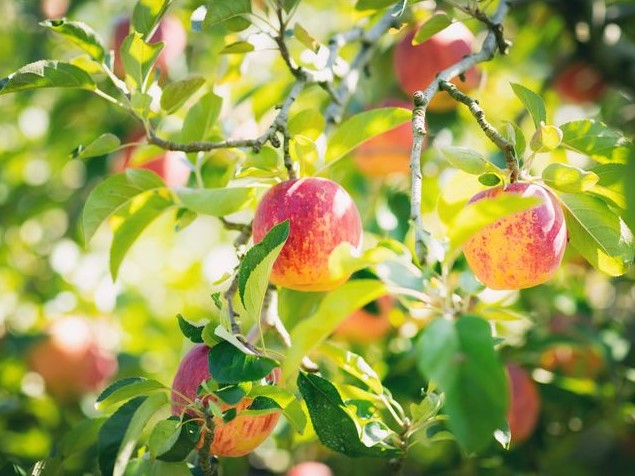 愛媛県久万高原町産「陽光りんご」約4～5kg ※2023年10月上旬頃～11月上旬頃に順次発送予定