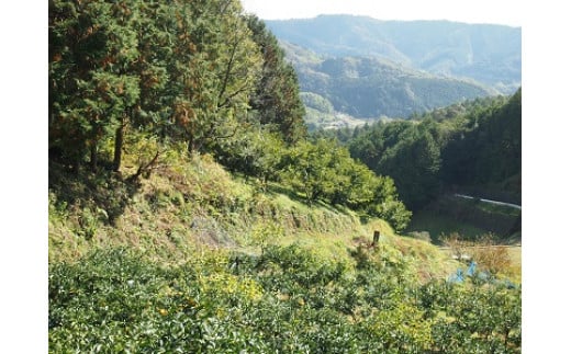 和ハーブの天然蒸留水セット