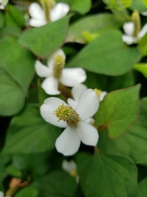 和ハーブの天然蒸留水セット