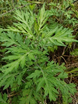 和ハーブの天然蒸留水セット