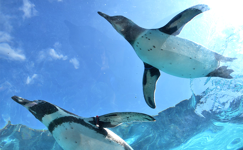 縺ィ縺ケ蜍慕黄蝨偵悟ケエ髢薙ヱ繧ケ繝昴シ繝医 繝√こ繝繝 蜈・蝣エ蛻ク 蜆ェ蠕蛻ク 螟ァ隕乗ィ。 繧ク繝繝励Λ繧、繝ウ