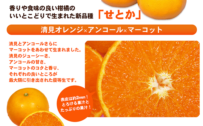 【数量限定 今季最終受付】愛媛県産せとか（ハウス）約2.7kg[50R0846] 【高島屋選定品】L～３Lサイズ(10～15玉) 1月下旬頃～順次発送＜旬 化粧箱 ギフト 高級 甘い みかん    フルーツ＞ [No.5310-0042]